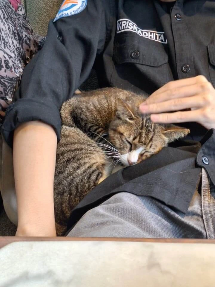 A cat sleeping on Dimas’s lap while he gently pets it.